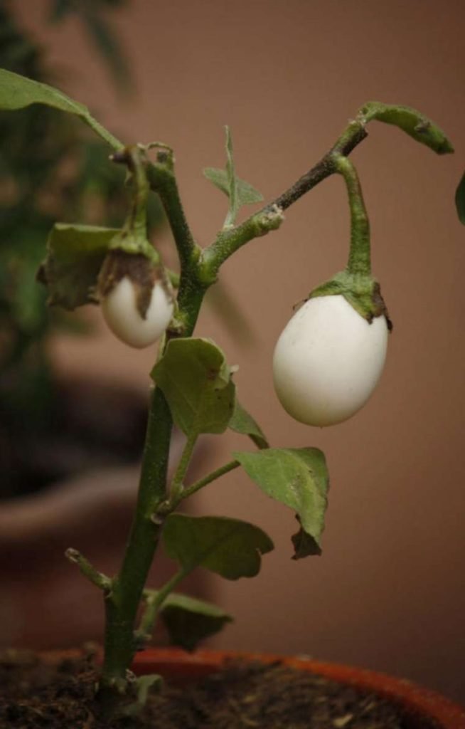 Garden egg [health benefits and nutritional value] Info, Guides, and