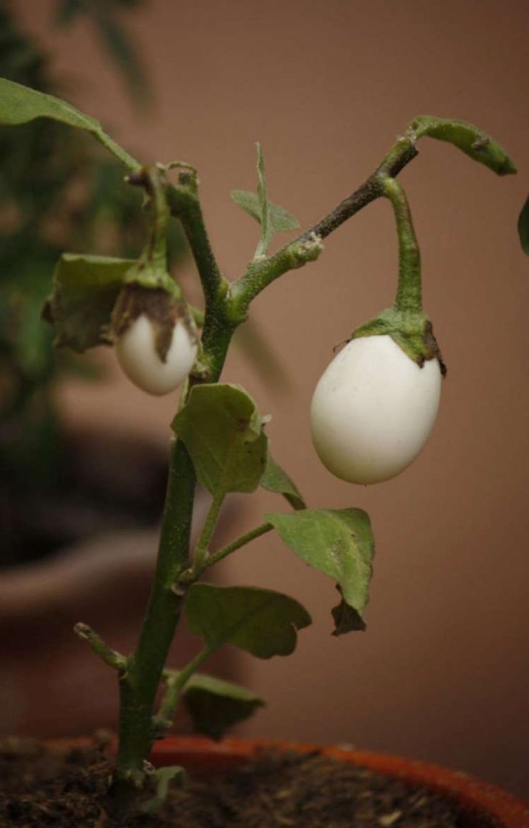 Garden egg [health benefits and nutritional value] Info, Guides, and