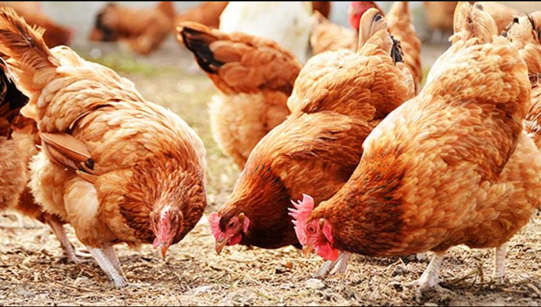 poultry farming business plan in nigeria pdf